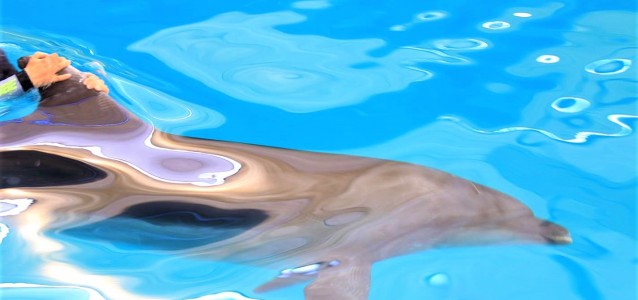 11225754_877693492338886_1061289388851273983_o