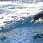 Delphin-Erlebnisreise: Ausflüge mit dem Boot