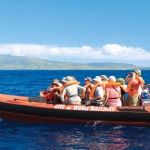 Expeditionsboote beim Whale- & Delphin-Watching