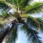 Entspannen unter Palmen